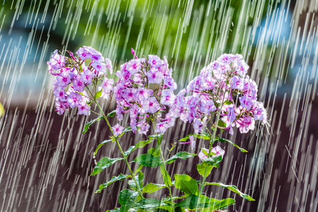 夏天的雨和福禄考