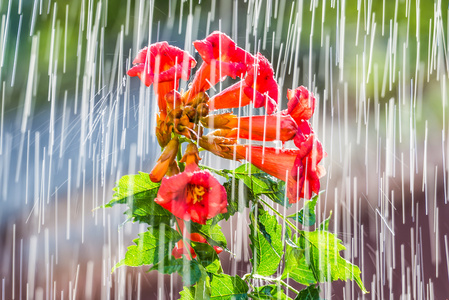 夏日雨和花园花图片