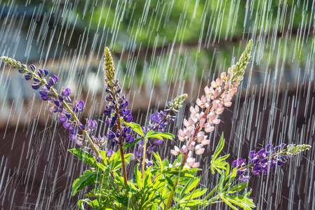 夏日雨和长羽扇豆