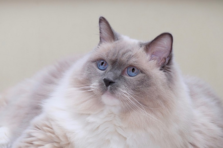 蓝眼睛的猫图片