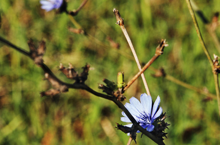 鲜艳的蓝花的普通菊苣在一根树枝上, 选择性聚焦, 植株也被称为蓝菊花或蓝色蒲公英