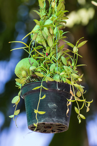 萝摩甙, 爱 pectinoides 珍珠挂