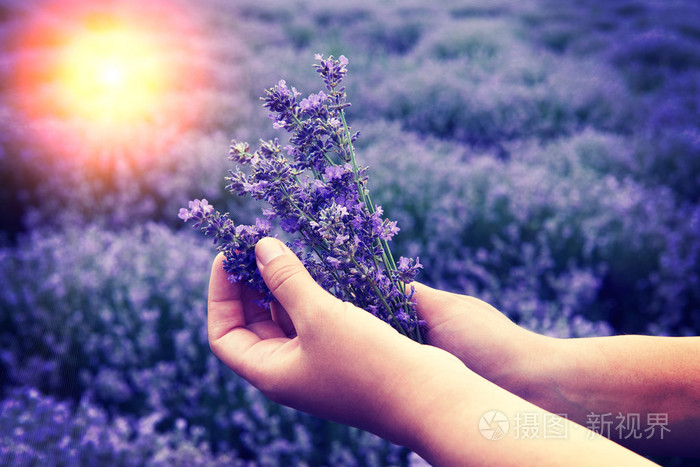 手捧薰衣草的女生图片图片