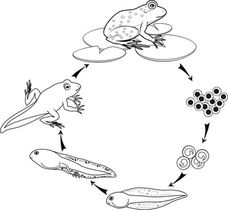 蛙的早期胚胎发育简图图片