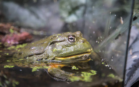 蟾蜍 Rhinella 码头, 巨型新热带区蟾蜍或海蟾蜍是一个大的, 地面真正的蟾蜍, 特写