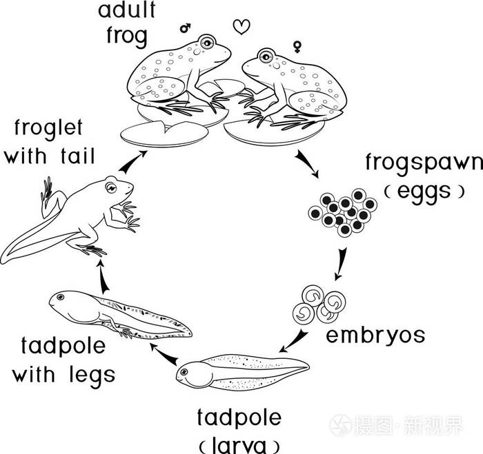 蛙的早期胚胎发育简图图片