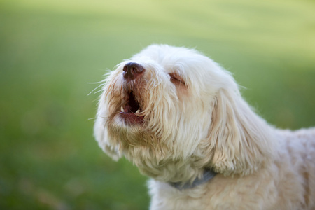 白色犬种去年成为狗吠叫,在花园里嚎叫照片