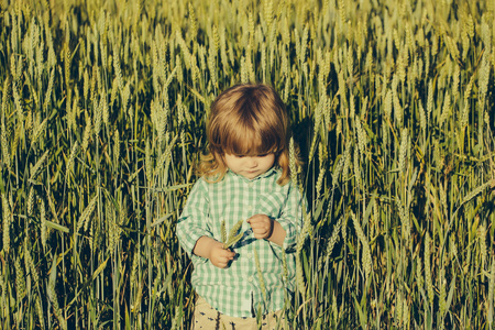 在绿色的原野的小穗草的小男孩