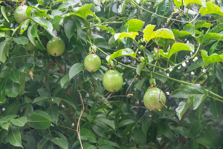 百香果叶图片-百香果叶素材-百香果叶插画-摄图新视界