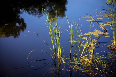 蓝湖水中的绿藤图片