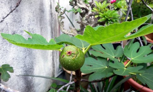 无花果果 无花果 在树枝上