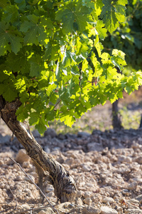 葡萄园在夏天在 Somontano 面额的酒区域在韦斯卡省西班牙阿拉贡欧洲