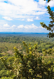 热带雨林在大草原的心脏。Kakamega 森林。肯尼亚非洲