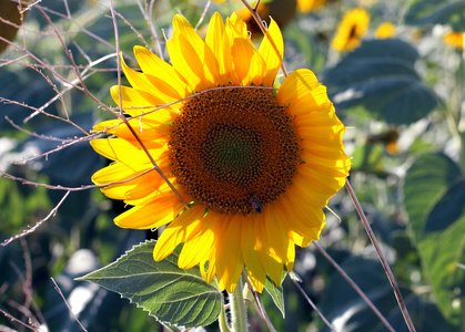 向日葵和蜜蜂领域