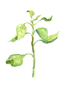 树土壤绿色的春天树苗与土壤的叶子.水彩照片