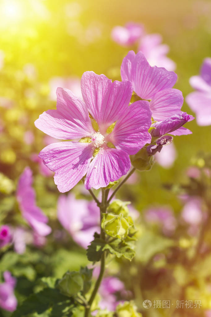 阳光图片唯美早晨鲜花图片