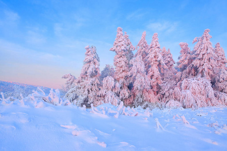 从积雪覆盖的草坪上, 有一个美丽的树木覆盖的霜冻和雪。淡粉色的太阳光线照亮天空和树木。梦幻冬景