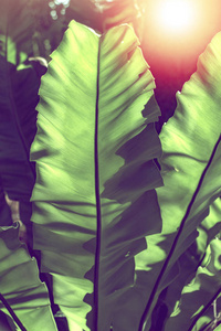 阳光下的绿色香蕉叶图案, 自然花纹背景