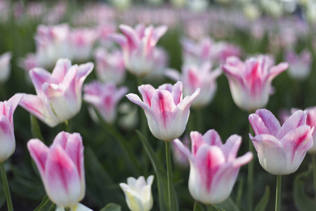 美丽的白色和粉红色细腻的郁金香在阳光下发光, 特写自然背景