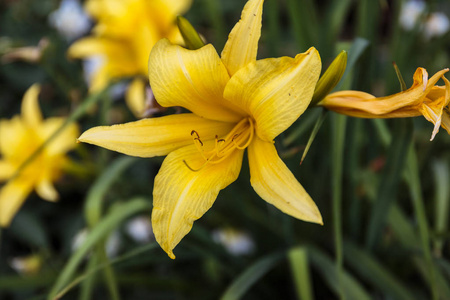 夏日公园里黄色百合花在草丛中的特写