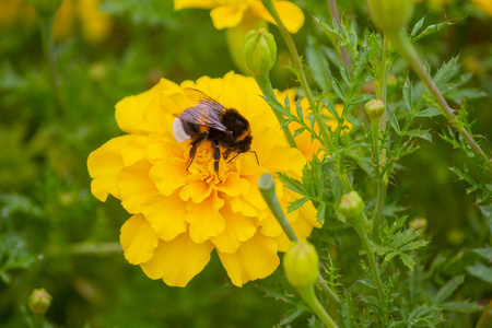 大黄蜂在草坪上授粉一朵黄花。自然