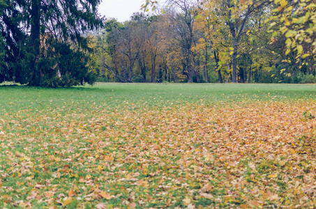 美丽的秋天公园散落着落叶