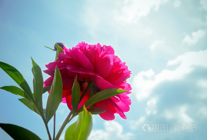 在花园里的美丽红牡丹