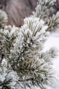 杉木树针上的积雪关闭了