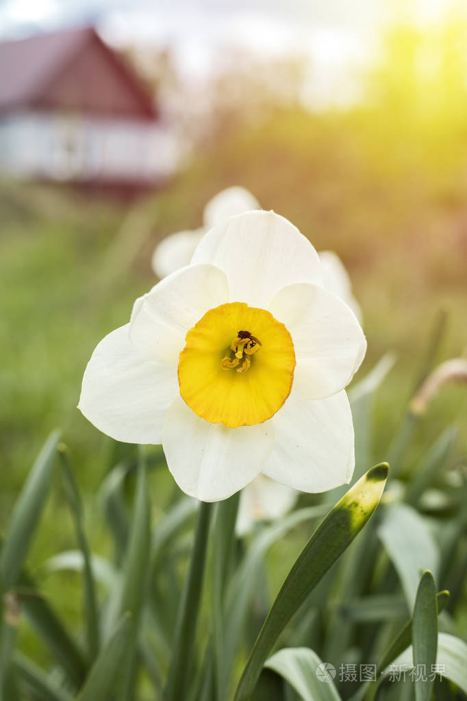 白水仙 (水仙 poeticus).复制空间