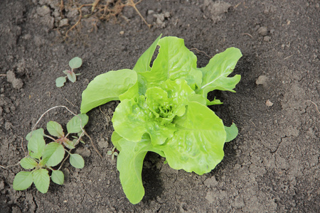 在花园里种植的生菜