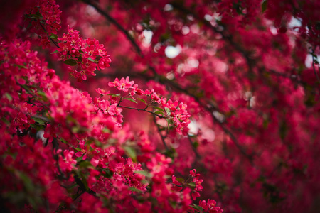 春季开花的树