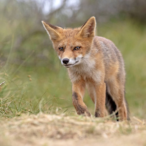 可爱的红色狐狸在自然栖所