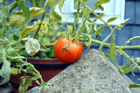 纽约别墅前成熟的红西红柿