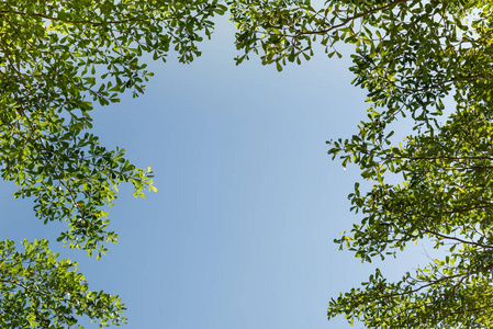 美丽的绿叶与天空背景