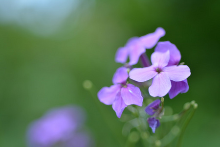 花园鲜花背景