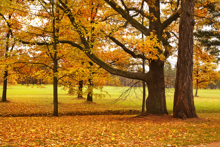 多彩的秋天树木落叶在公园照片