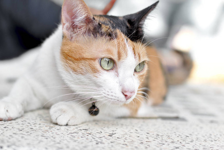 印花布猫图片 印花布猫素材 印花布猫插画 摄图新视界