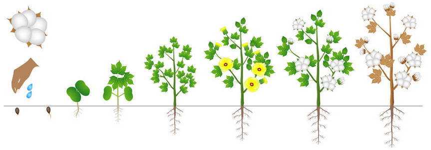 棉花种子在白色背景下被隔离的棉花植株的生长周期照片