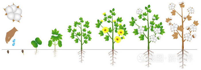 在白色背景下被隔离的棉花植株的生长周期
