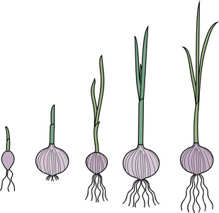 植物斑块上的根系结构大蒜生命周期.