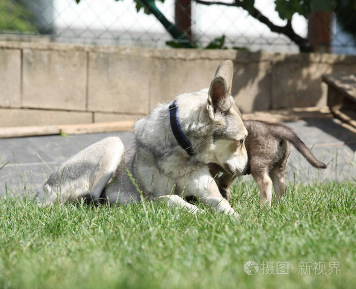 漂亮的 saarloos 狼狗狗娘养的肖像