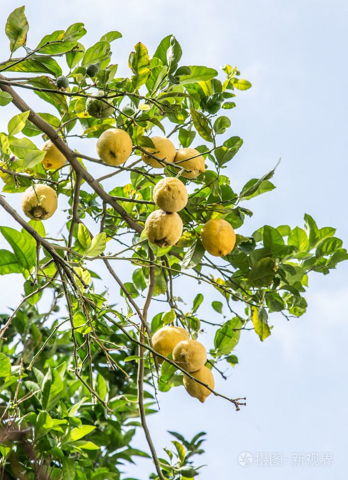成熟的柠檬树上的果实.蓝蓝的天空背景