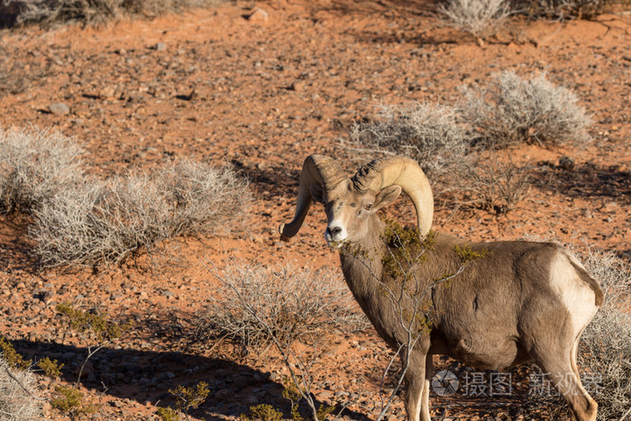 在内华达州的沙漠大角羊公羊