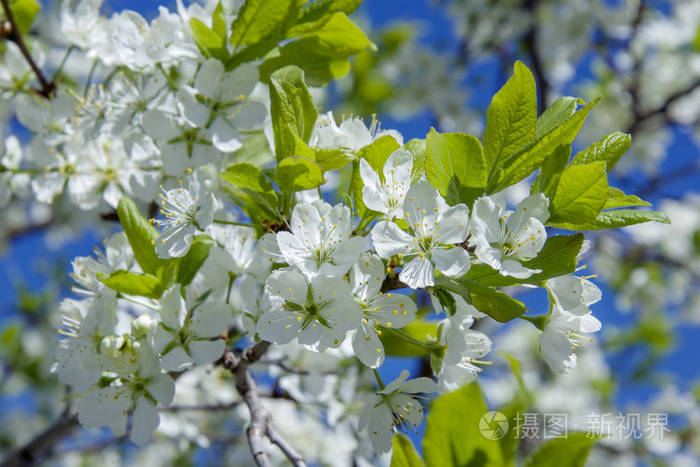 5月春季樱花盛开照片 正版商用图片0s7d2o 摄图新视界 5月春季樱花盛开照片 正版商用图片0s7d2o 摄图新视界