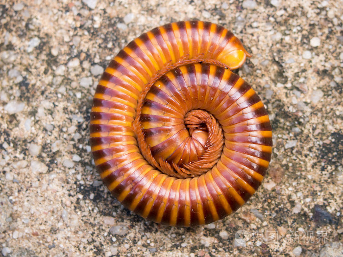 红色的千足虫卷曲本身在具体的背景