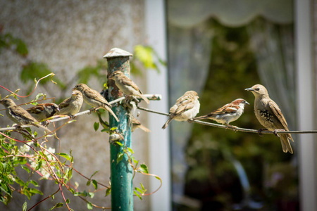鸟, 麻雀和八哥在家庭花园, 关闭拍摄