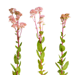 天景 telephium, 经常被称为 Hylotelephium telephium, orpine, 整整, 青蛙胃, 唠叨