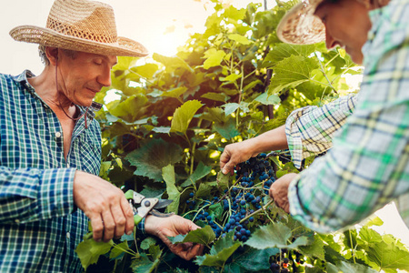 几个农民在生态农场检查葡萄的收成。快乐的老人和女人用剪收集收获。园艺
