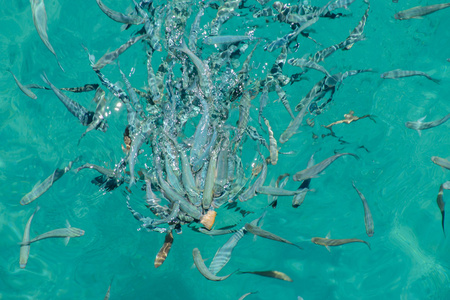 水中的鱼群马尔代夫的海洋充满了五颜六色的鱼,水下世界深海热带鱼