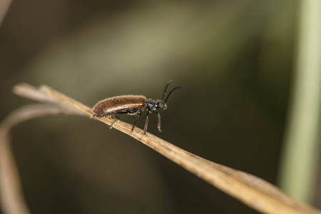 Rhagonycha 萱草, 褐色昆虫在草地上行走, 特写